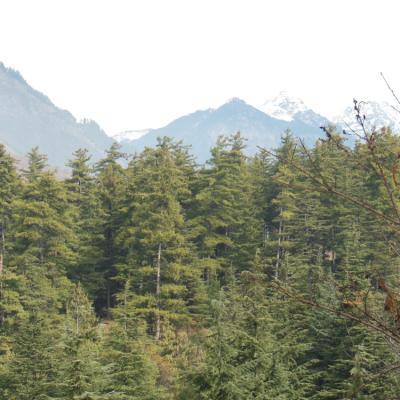 6 BHK Forest Hill Top Cottage in Manali