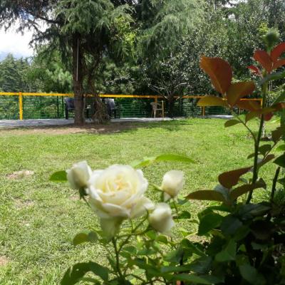 6 BHK Forest Hill Top Cottage in Manali